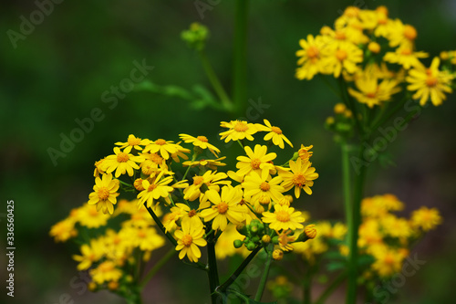yellow flowers in spring photo