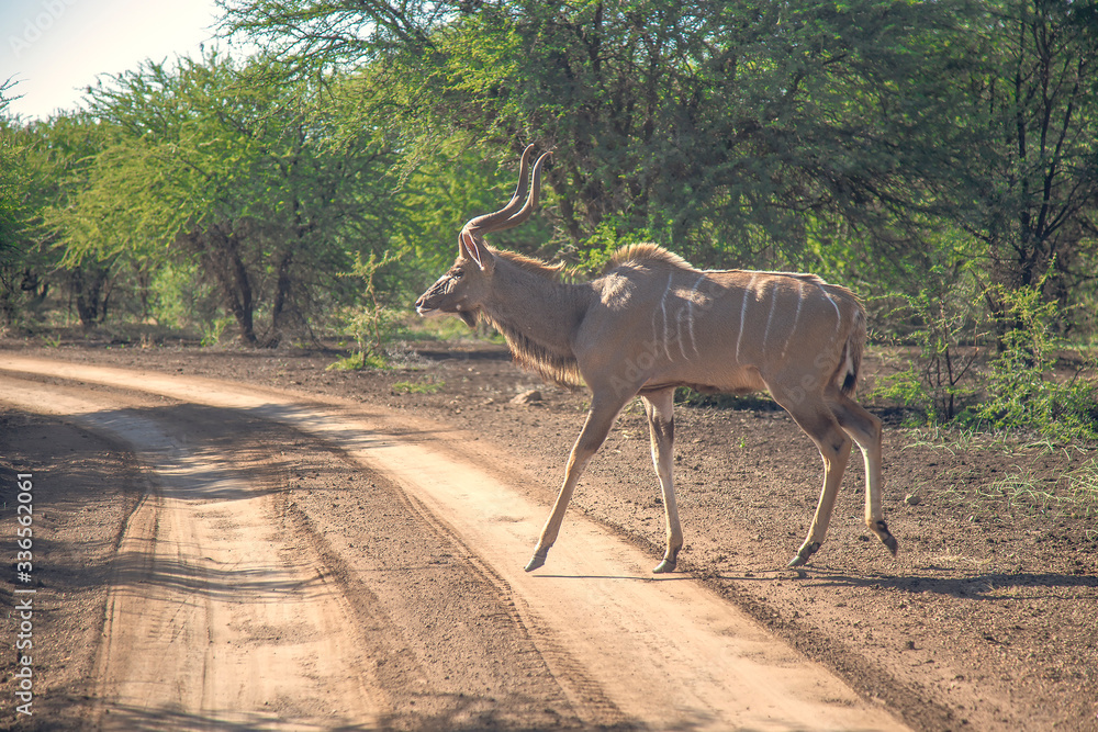 Naklejka premium Kudu or Greater Kudu, Tragelaphus strepsiceros in a wildlife park in South Africa.