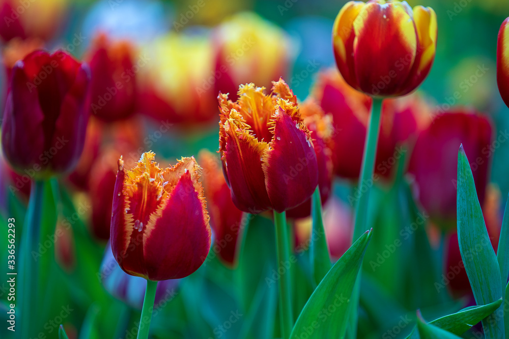 Fototapeta premium Beautiful colorful red and yellow tulips background. Field of spring flowers. Flower bed tulips in Danang, Vietnam