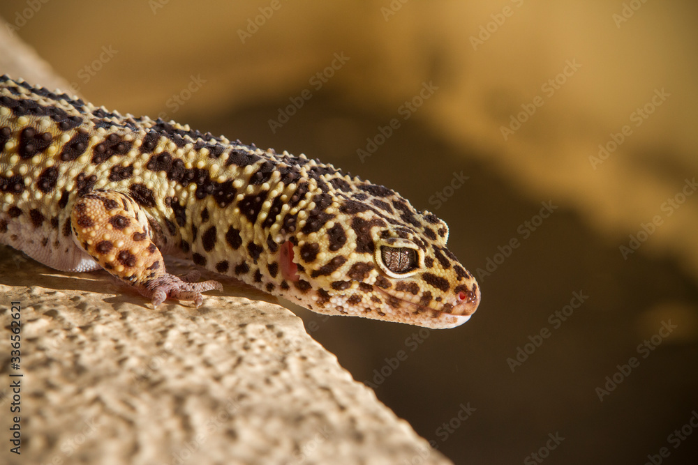 George the Leopard Gecko George the Leopard Gecko