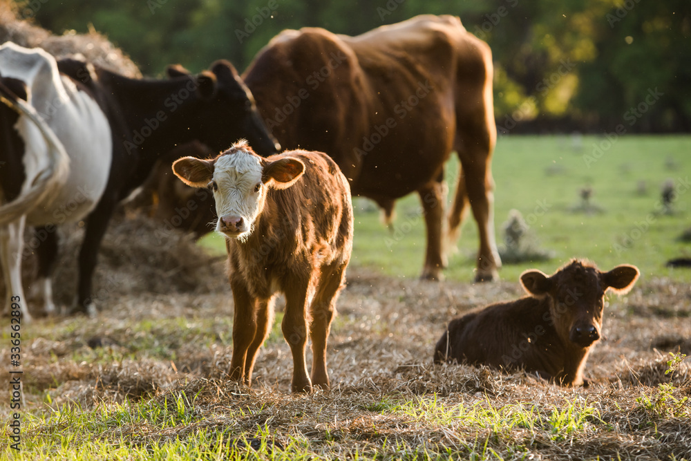 Brown and White Baby calf Looking at Camera Standing in a Pasture with more Cows in Background Brown and White Baby calf Looking at Camera Standing in a Pasture with more Cows in Background