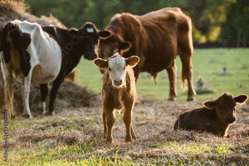 Tela Brown and White Baby calf Looking at Camera Standing in a Pasture with more Cows