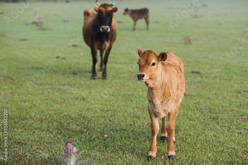 Brown Baby calf Looking at Camera with Mother Cow Standing in a Green Pasture
