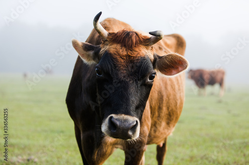 Close up of Funny Dairy Cow with Horns Looking at Camera