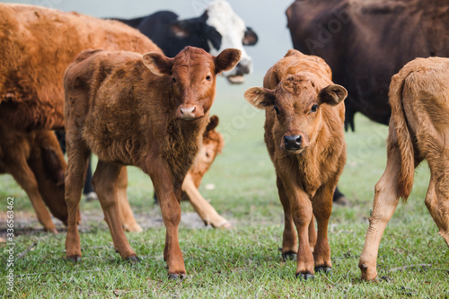 Two Young Calves in a Green Pasture with other Cows Looking at the Camera