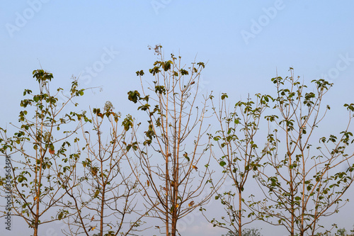 Several golden teak trees arranged in a row, the background is sky.