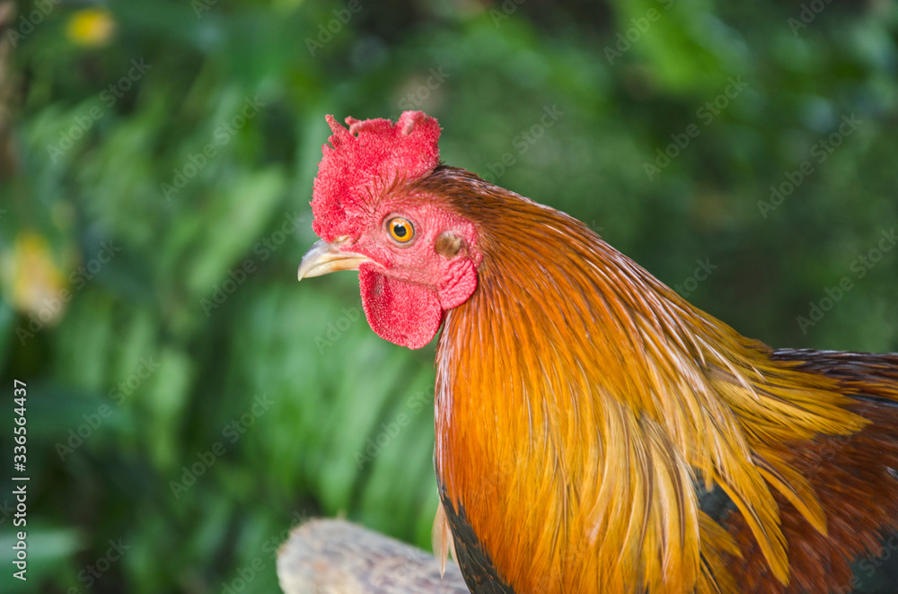 Beautiful head and feathers of bantam cock