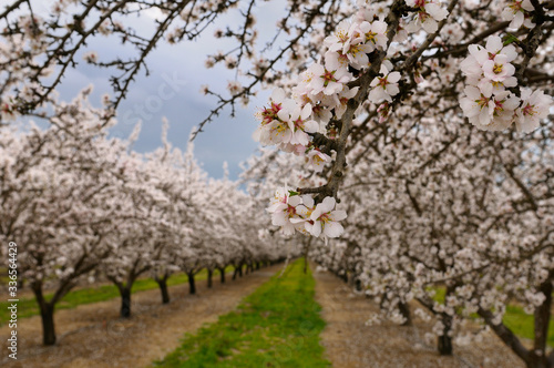 Close up of blossoms on a flowering almond tree in a California orchard in winter