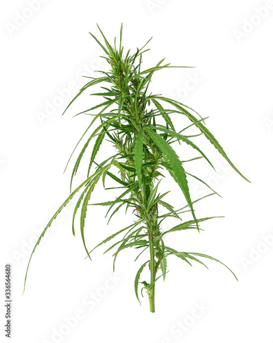 Fresh marijuana bud isolated on white background