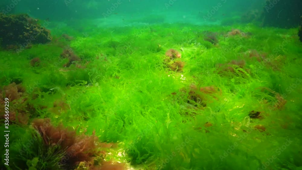 Underwater landscape in the Black Sea. Green, red and brown algae on ...