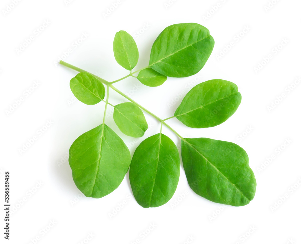 Closeup young moringa leaf branch isolated on white background, herb and medical concept Closeup young moringa leaf branch isolated on white background, herb and medical concept