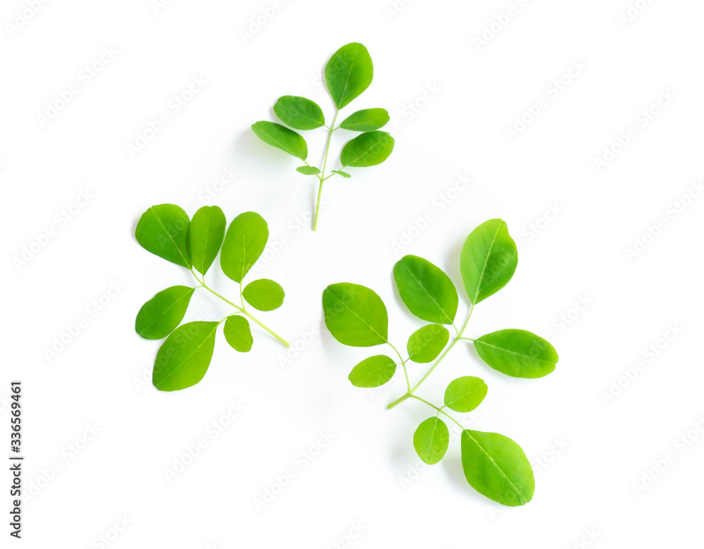 Obraz premium Closeup young moringa leaf branch isolated on white background, herb and medical concept
