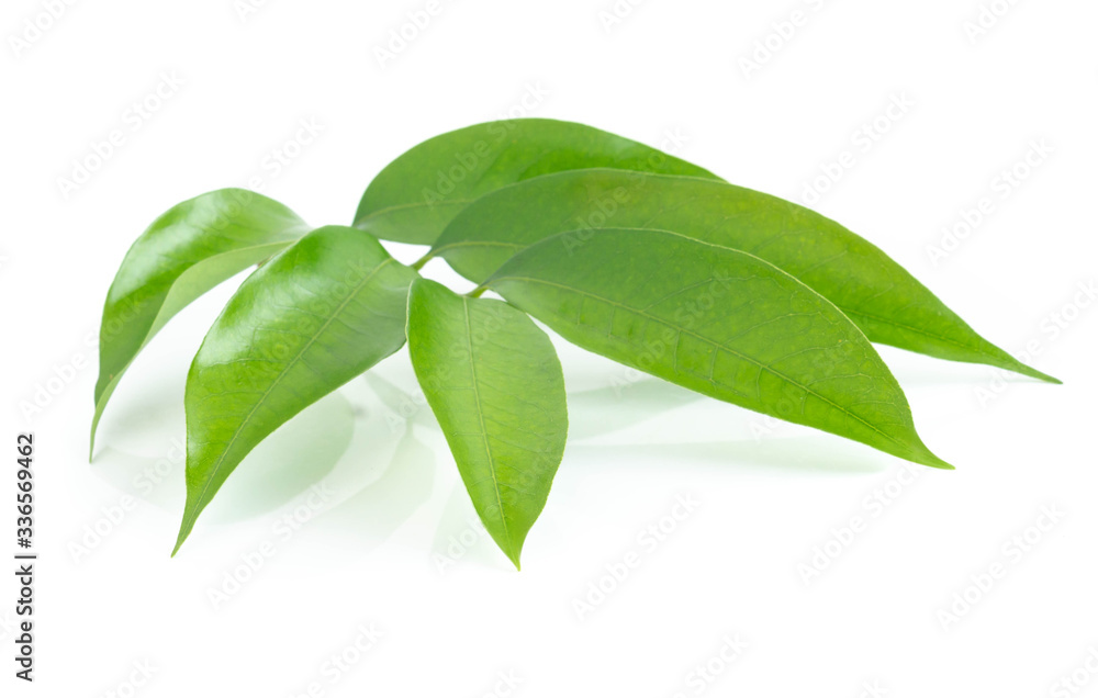 Lychee leaf isolated on white background