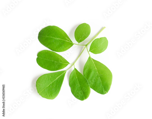 Closeup young moringa leaf branch isolated on white background, herb and medical concept