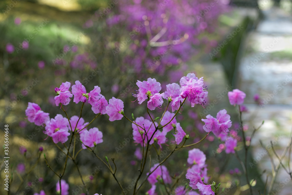 Spring is full of pink rhododendrons in the mountains and forests.