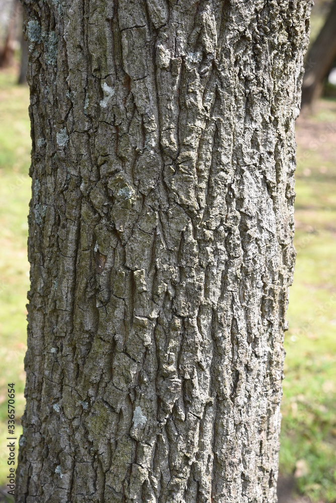 Sawtooth oak (Quercus acutissima) / Fagaceae deciduous tall tree.
Sawtooth oak (Quercus acutissima) / Fagaceae deciduous tall tree.