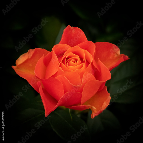 A beautiful orange and red rose