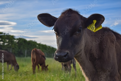 litttle calf in a farm  photo