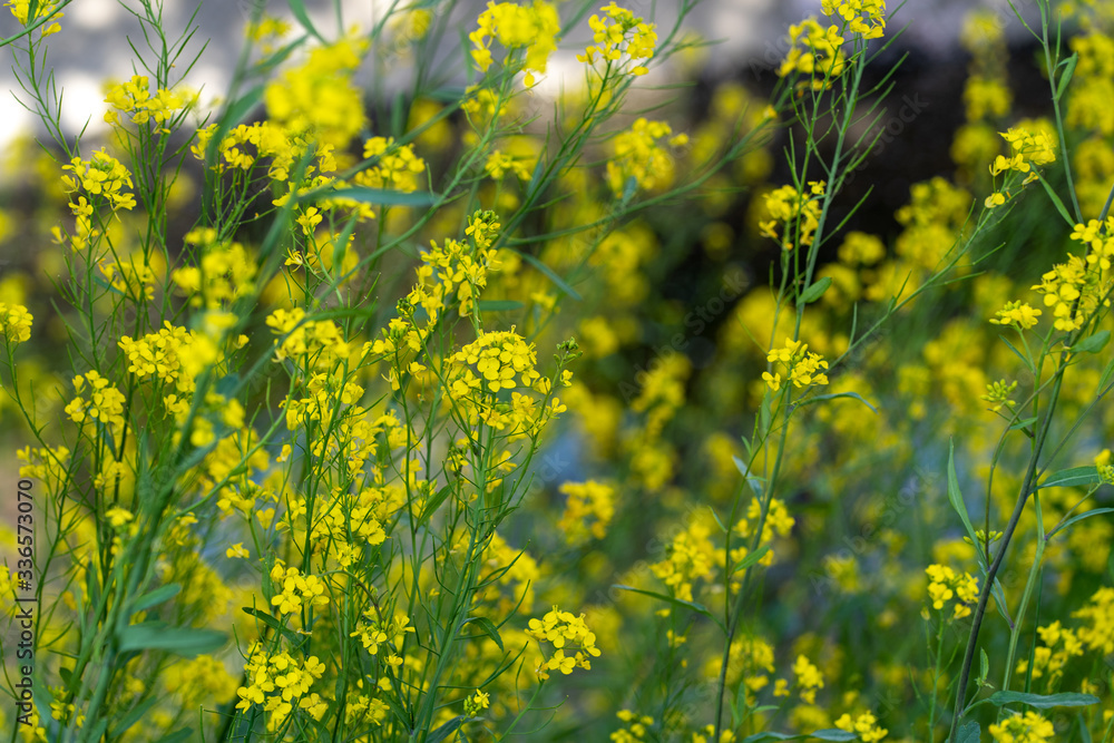 Obraz premium 菜の花