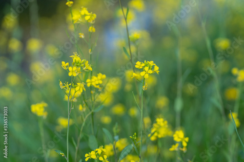 菜の花 © F.masayuki