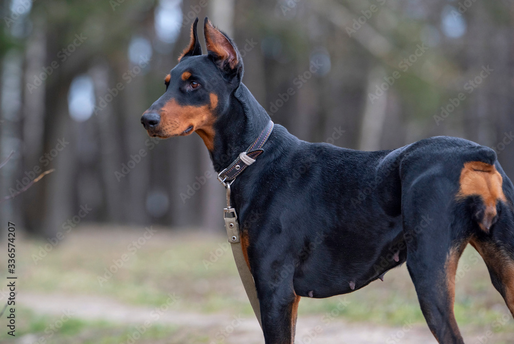 Doberman on a walk in the autumn cloudy forest.