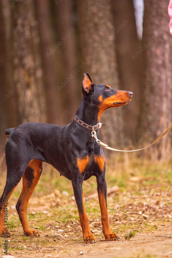 Doberman on a walk in the autumn cloudy forest. Doberman on a walk in the autumn cloudy forest.