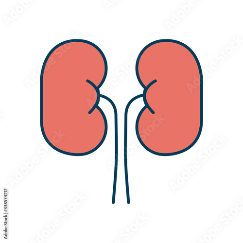kidney organ icon, line and fill style