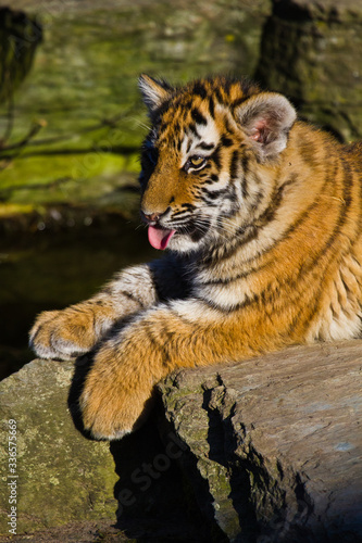 Sibirischer Tiger  Panthera tigris altaica   Tigerbaby