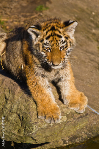 Sibirischer Tiger  Panthera tigris altaica   Tigerbaby