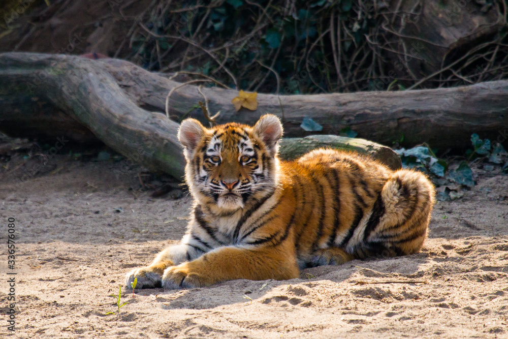 Sibirischer Tiger (Panthera tigris altaica), Tigerbaby Sibirischer Tiger (Panthera tigris altaica), Tigerbaby
