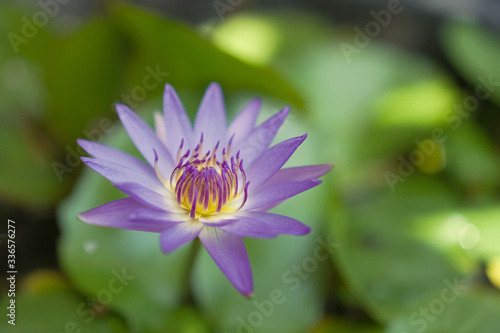 Selective focus of beautiful colorful flowers with summer bokeh background.vintage color style.