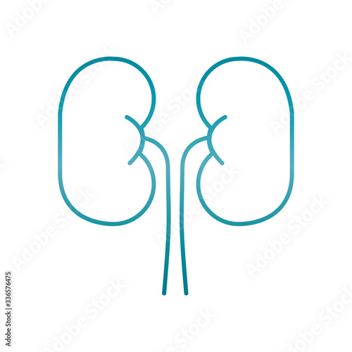 kidney organ icon, gradient style