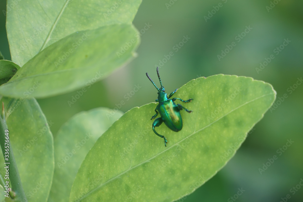 Closed up small green bug on nature green leaf. Closed up small green bug on nature green leaf.