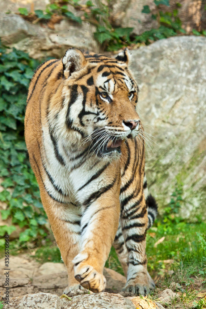 Sibirischer Tiger (Panthera tigris altaica) Sibirischer Tiger (Panthera tigris altaica)