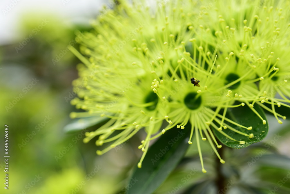 Macro photos of green flowers and small bees Macro photos of green flowers and small bees