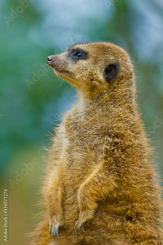 Erdmännchen (Suricata suricatta) © Jearu