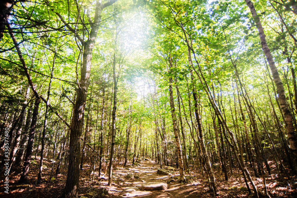 Trail through the woods surrounding Jordon pond, Acadia National Park, Maine, United States, North America Trail through the woods surrounding Jordon pond, Acadia National Park, Maine, United States, North America