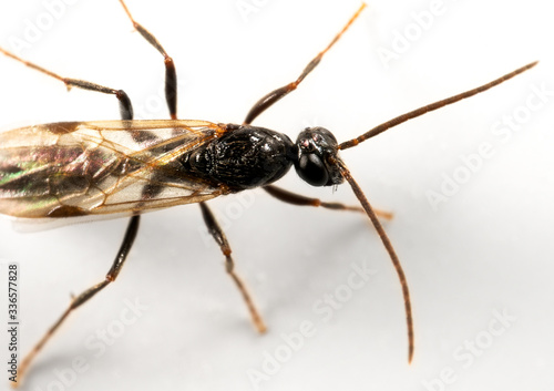 Macro Photo of Black Flying Ant Isolated on White Background