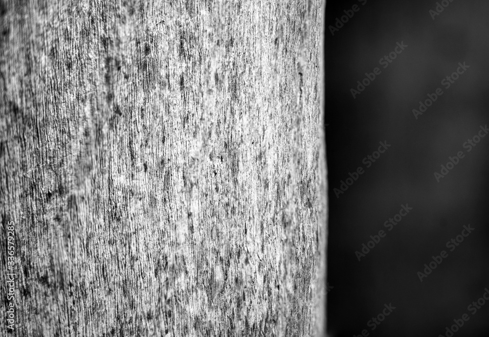 Obraz premium palm tree trunk