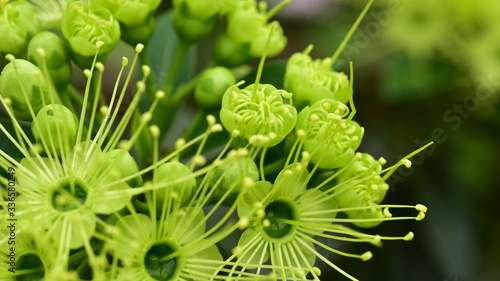 Macro photos of green flowers and small bees