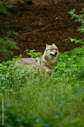 Fototapeta Naklejka Na Ścianę i Meble -  Wolf oder Grauwolf (Canis lupus) in Deutschland