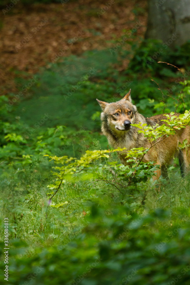 Wolf oder Grauwolf (Canis lupus) in Deutschland Wolf oder Grauwolf (Canis lupus) in Deutschland
