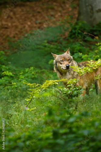 Wolf oder Grauwolf  Canis lupus  in Deutschland