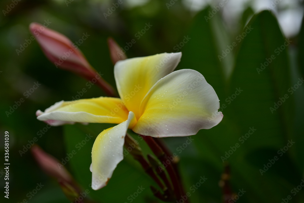 Colorful white flowers in the garden. Plumeria flower blooming Colorful white flowers in the garden. Plumeria flower blooming