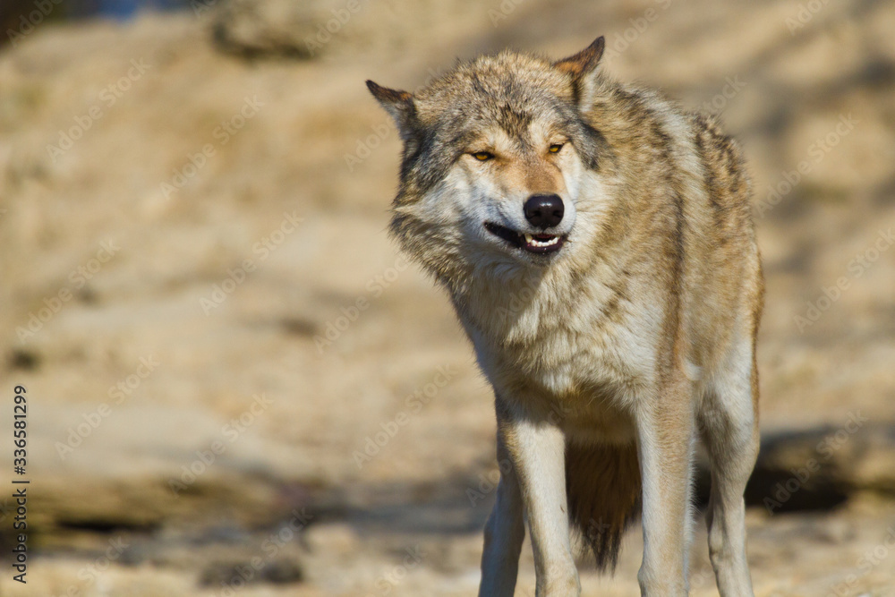 Timberwolf oder Amerikanischer Grauwolf (Canis lupus lycaon) Timberwolf oder Amerikanischer Grauwolf (Canis lupus lycaon)