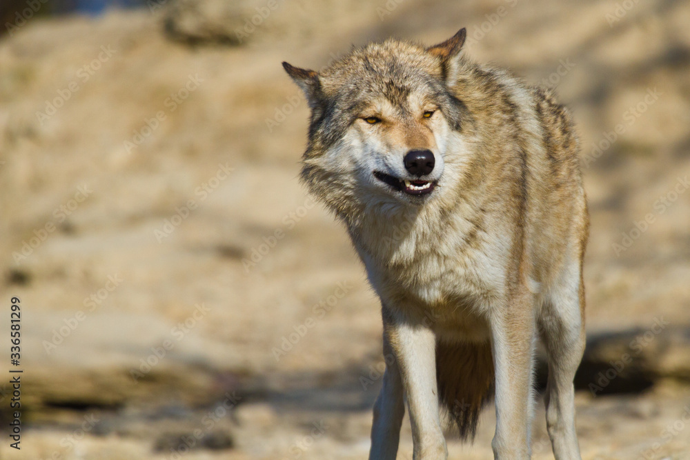 Timberwolf oder Amerikanischer Grauwolf (Canis lupus lycaon)