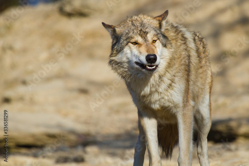 Timberwolf oder Amerikanischer Grauwolf  Canis lupus lycaon 