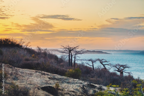 Baobab tree on sunset  Antsiranana - Bay of Diego Suarez  Madagascar. Pure wilderness nature scene  africa