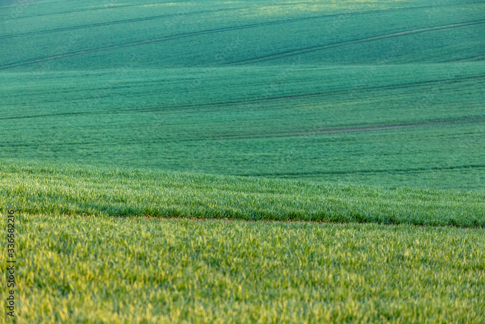 Obraz premium Beautiful green spring rural landscape with green field. Rural landscape. Spring landscape. Yellow rape field in countryside. Beautiful Czech highland countryside