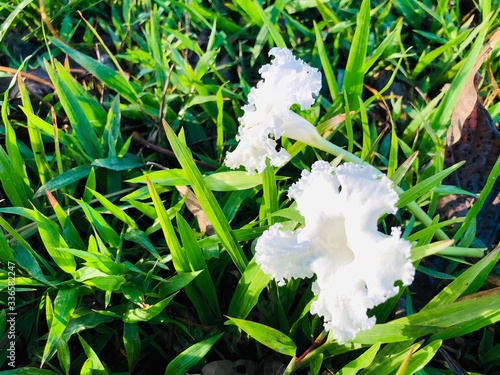 White flowers of Dolichandrone serrulata falling on grass in the garden photo